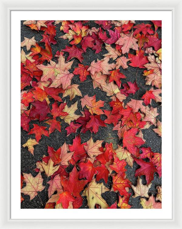 Maple Leaves In October 2 - Framed Print