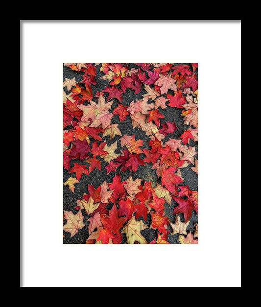 Maple Leaves In October 2 - Framed Print