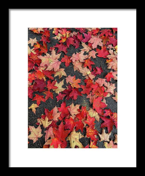 Maple Leaves In October 2 - Framed Print
