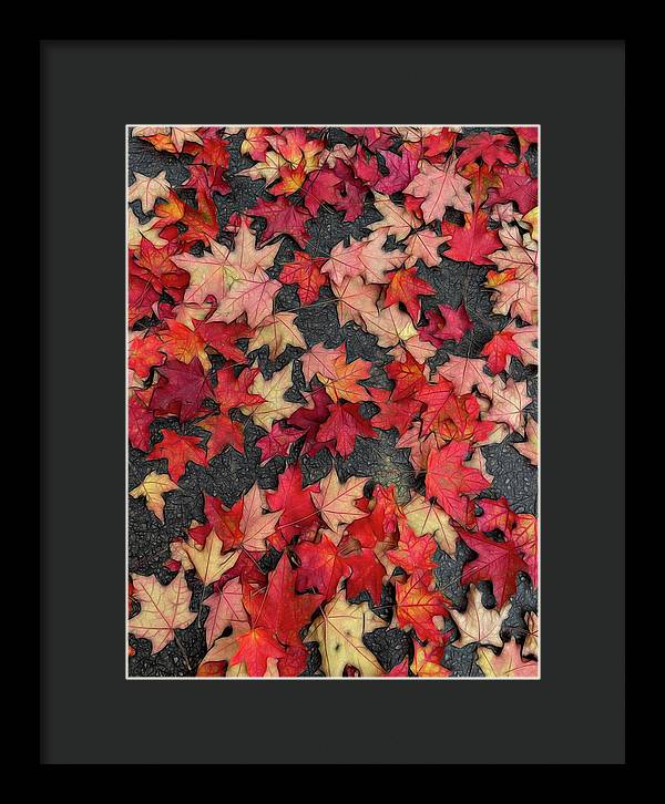 Maple Leaves In October 2 - Framed Print