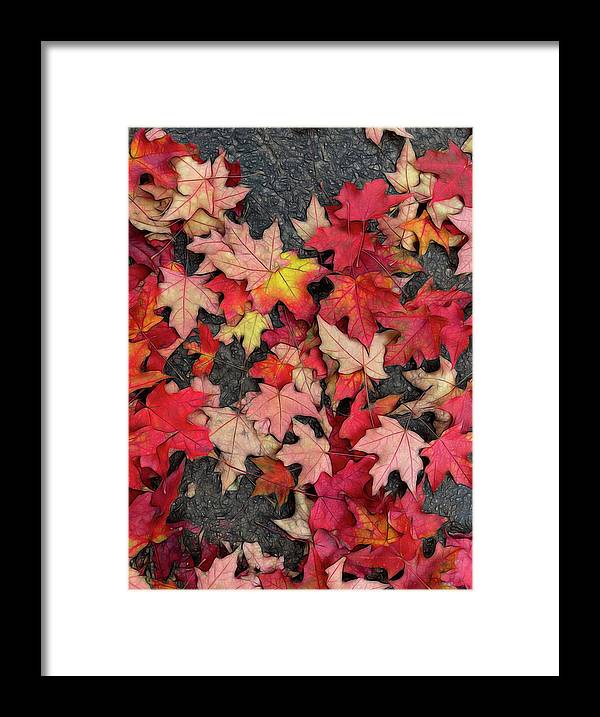 Maple Leaves In October 3 - Framed Print
