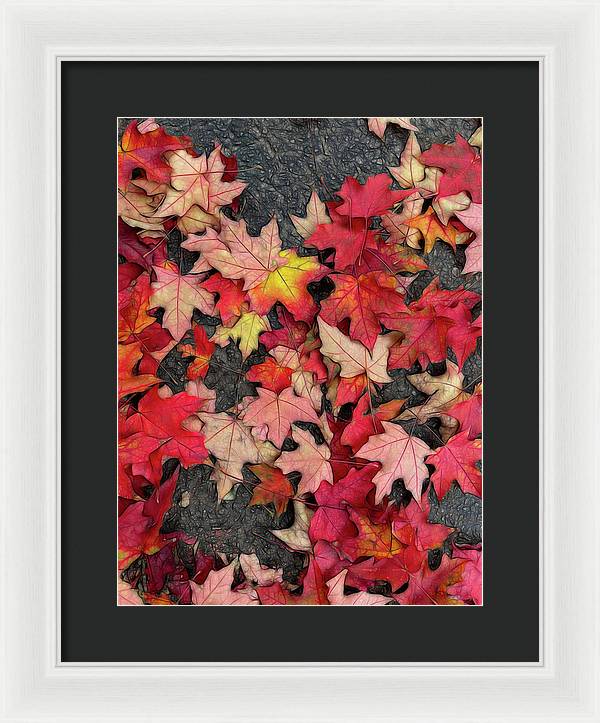 Maple Leaves In October 3 - Framed Print