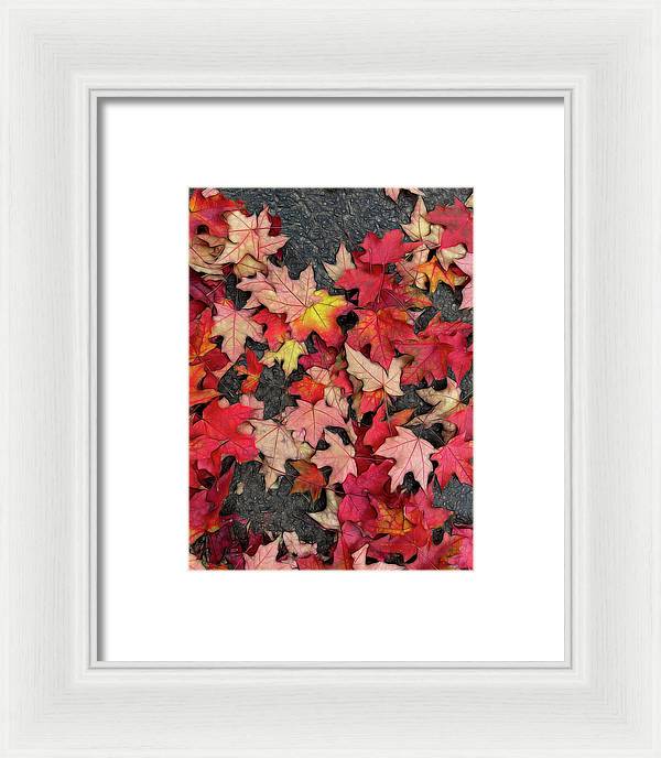 Maple Leaves In October 3 - Framed Print