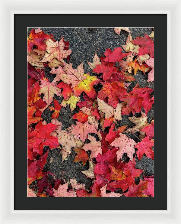 Maple Leaves In October 3 - Framed Print
