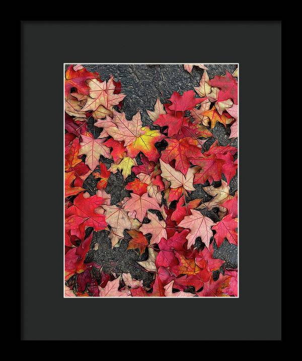 Maple Leaves In October 3 - Framed Print