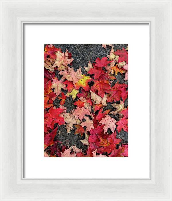 Maple Leaves In October 3 - Framed Print