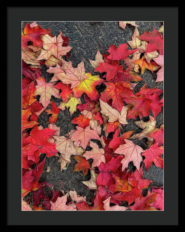 Maple Leaves In October 3 - Framed Print