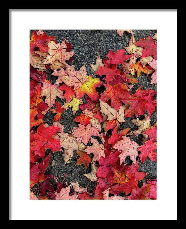 Maple Leaves In October 3 - Framed Print