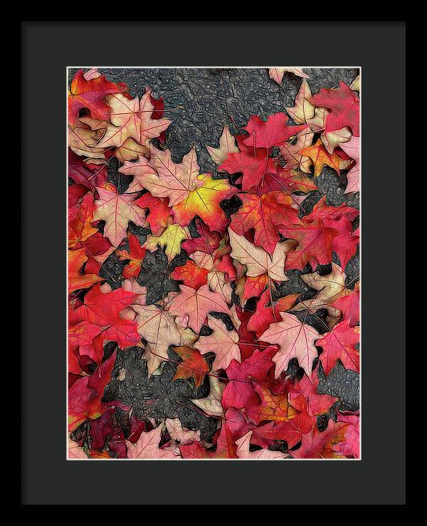 Maple Leaves In October 3 - Framed Print