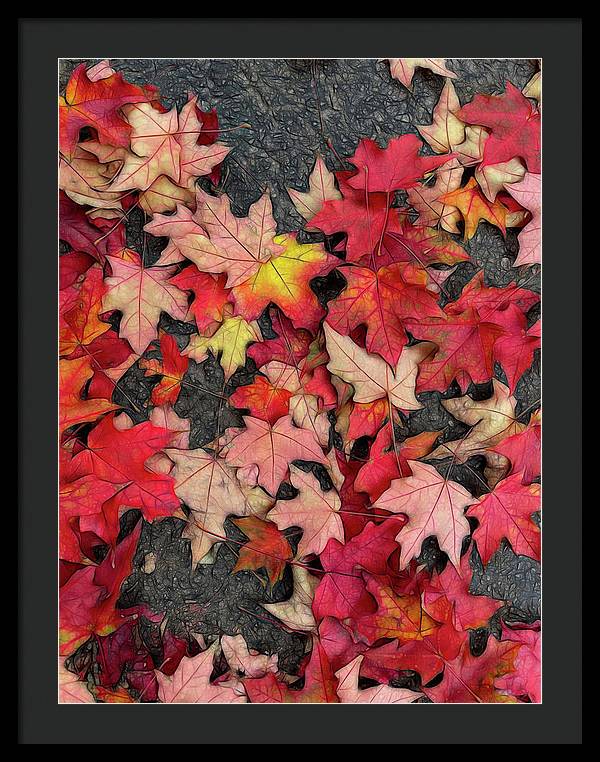 Maple Leaves In October 3 - Framed Print
