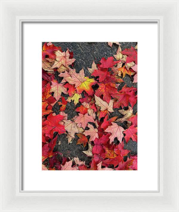 Maple Leaves In October 3 - Framed Print