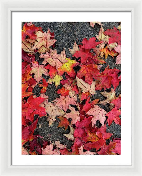 Maple Leaves In October 3 - Framed Print