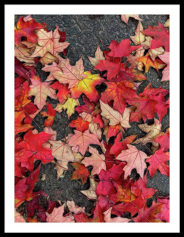 Maple Leaves In October 3 - Framed Print