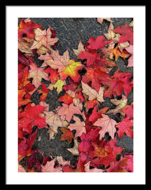 Maple Leaves In October 3 - Framed Print