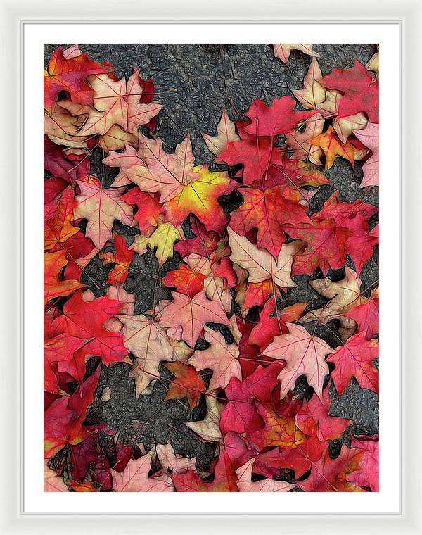 Maple Leaves In October 3 - Framed Print