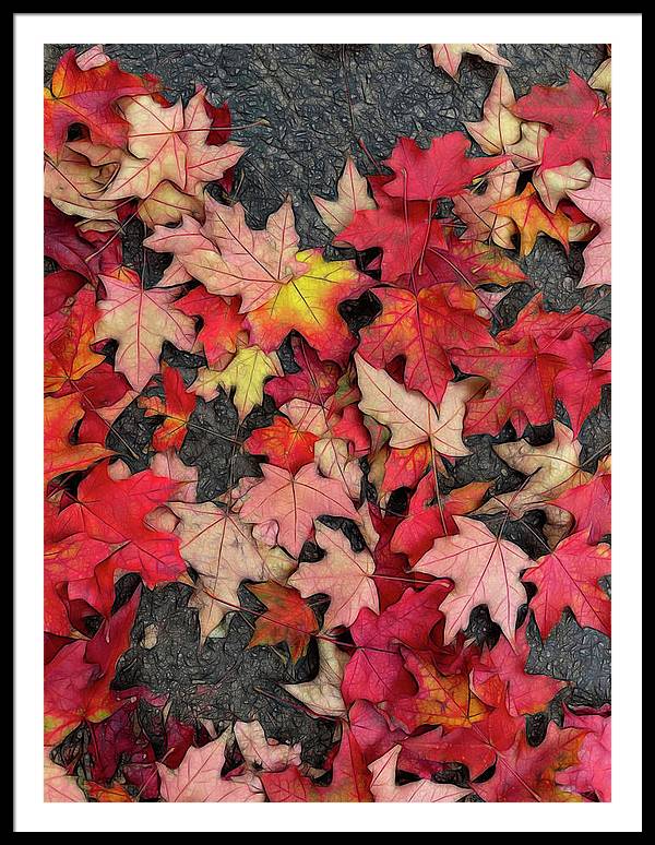 Maple Leaves In October 3 - Framed Print