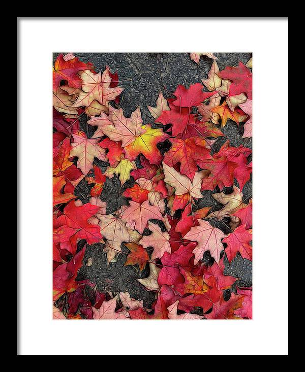 Maple Leaves In October 3 - Framed Print