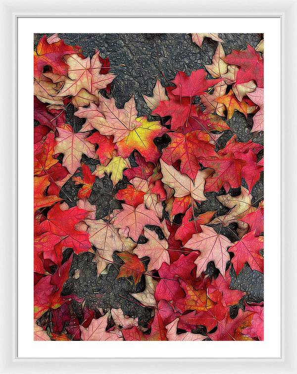 Maple Leaves In October 3 - Framed Print