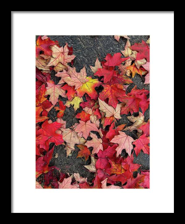 Maple Leaves In October 3 - Framed Print