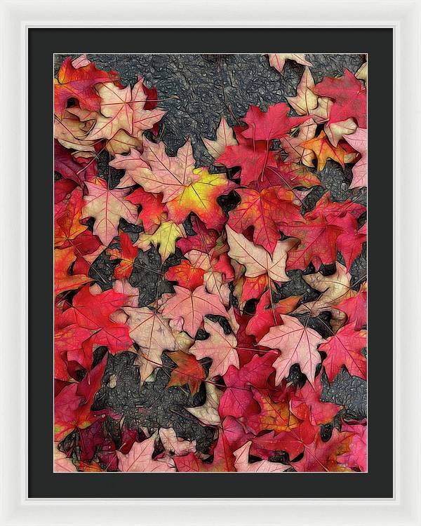 Maple Leaves In October 3 - Framed Print