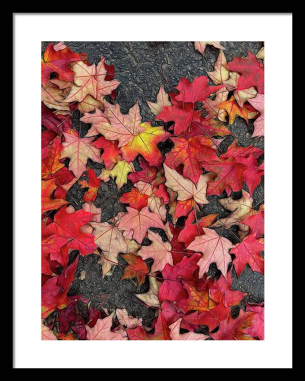 Maple Leaves In October 3 - Framed Print