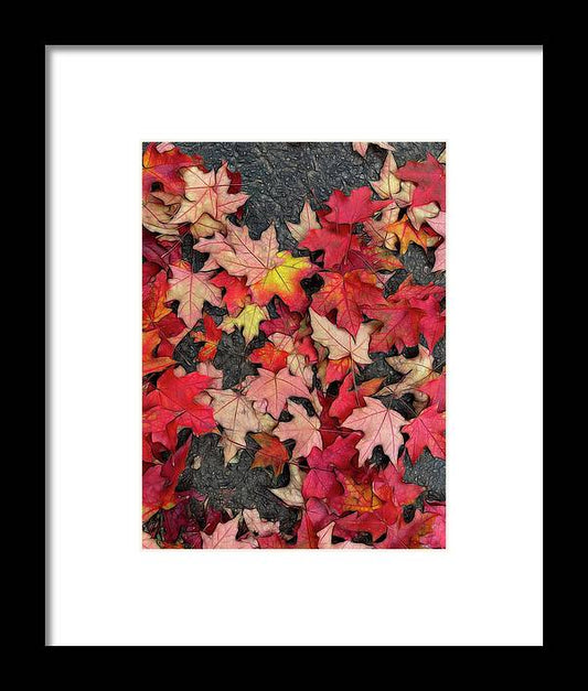 Maple Leaves In October 3 - Framed Print
