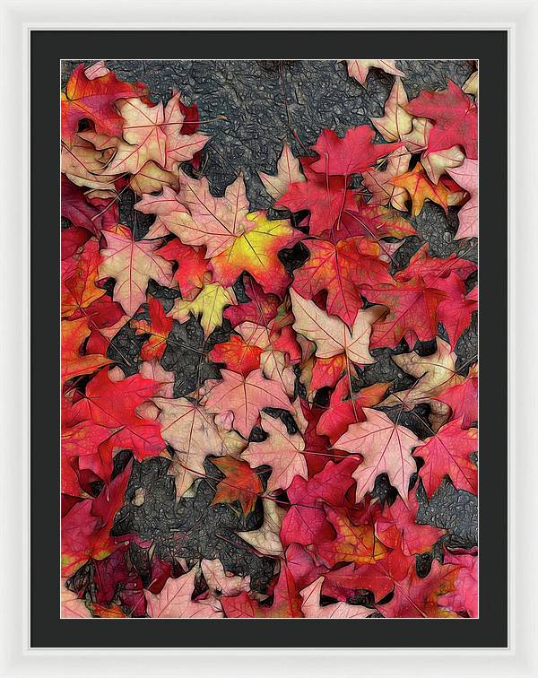 Maple Leaves In October 3 - Framed Print