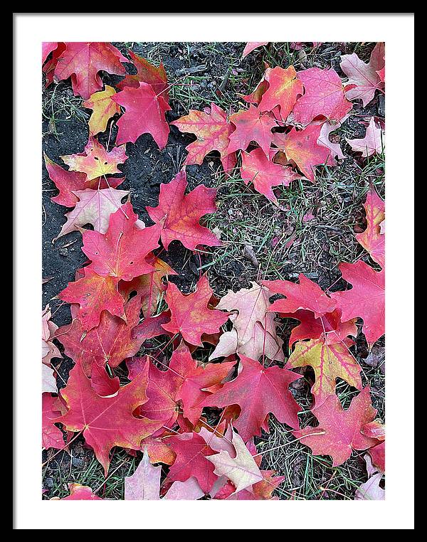 Maple Leaves In October 4 - Framed Print