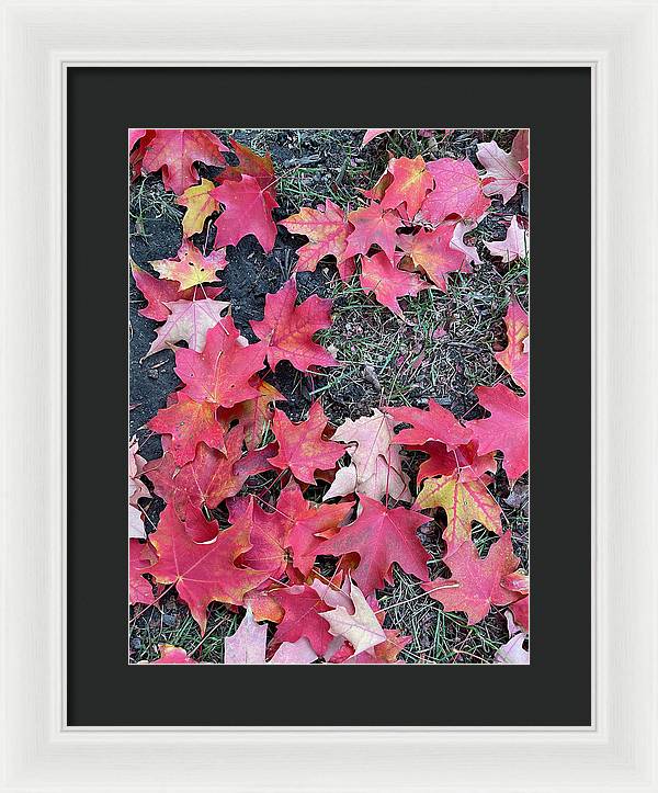Maple Leaves In October 4 - Framed Print