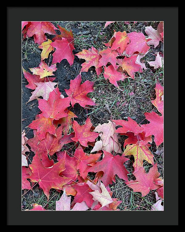 Maple Leaves In October 4 - Framed Print