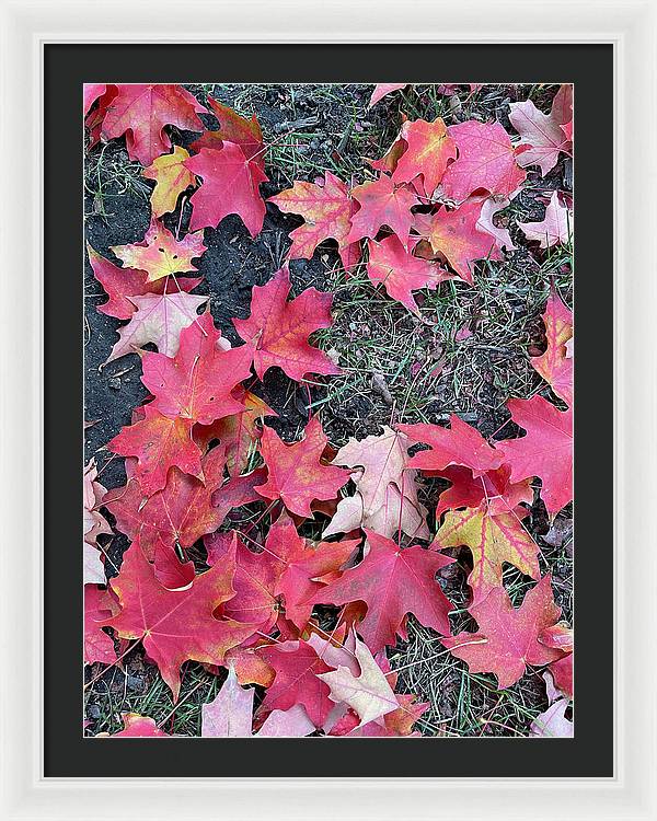 Maple Leaves In October 4 - Framed Print