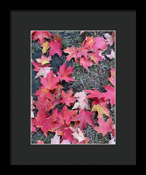 Maple Leaves In October 4 - Framed Print
