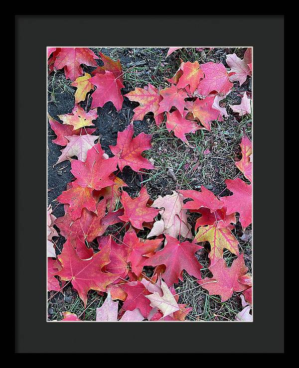 Maple Leaves In October 4 - Framed Print