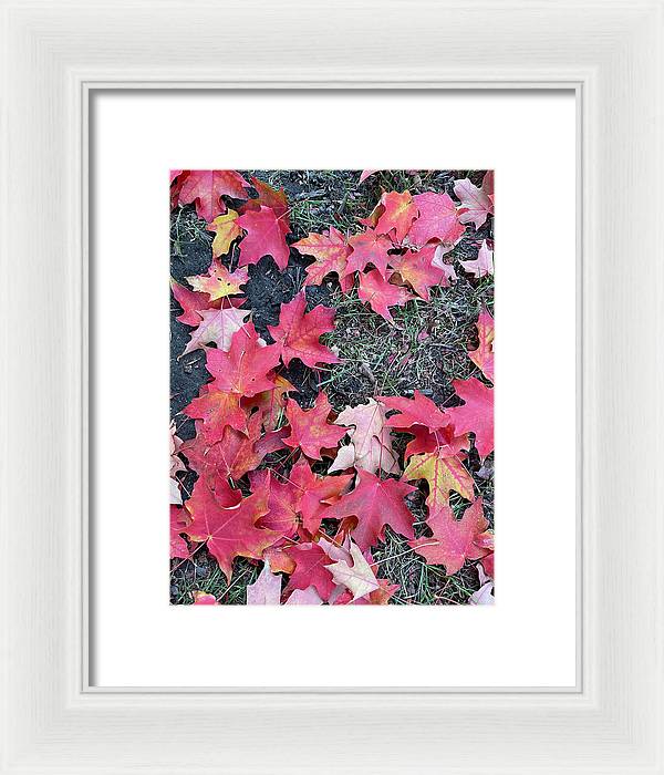 Maple Leaves In October 4 - Framed Print