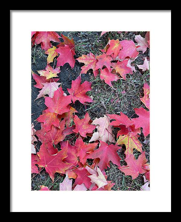 Maple Leaves In October 4 - Framed Print