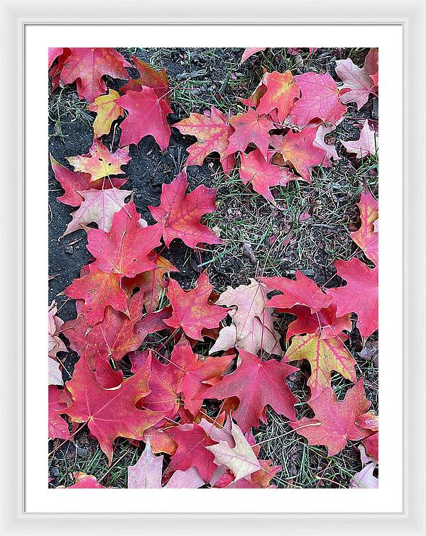 Maple Leaves In October 4 - Framed Print