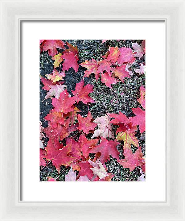 Maple Leaves In October 4 - Framed Print