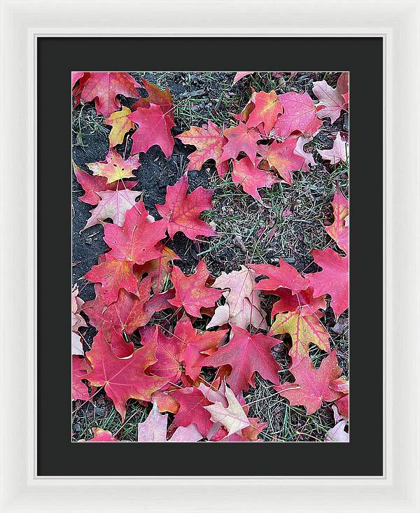 Maple Leaves In October 4 - Framed Print