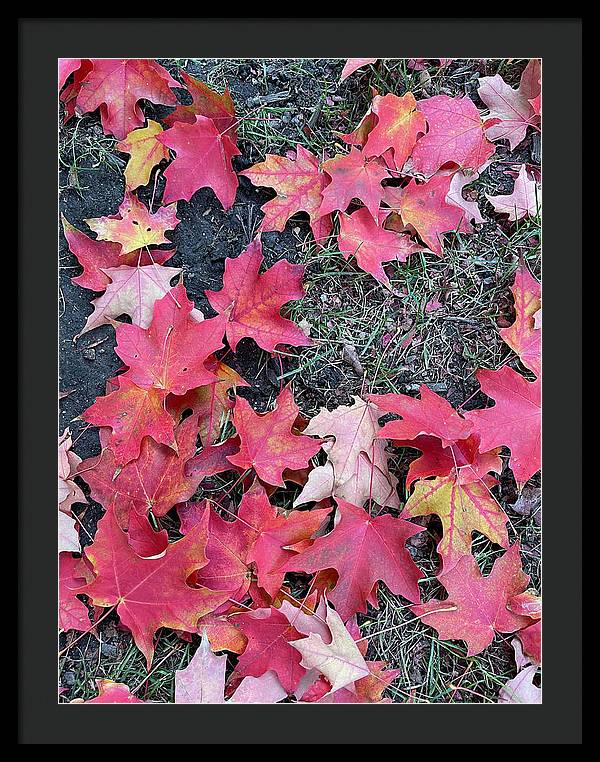 Maple Leaves In October 4 - Framed Print