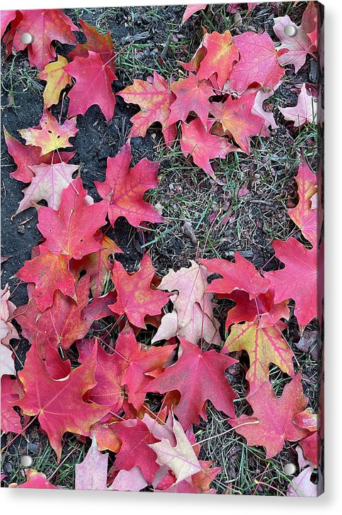 Maple Leaves In October 4 - Acrylic Print