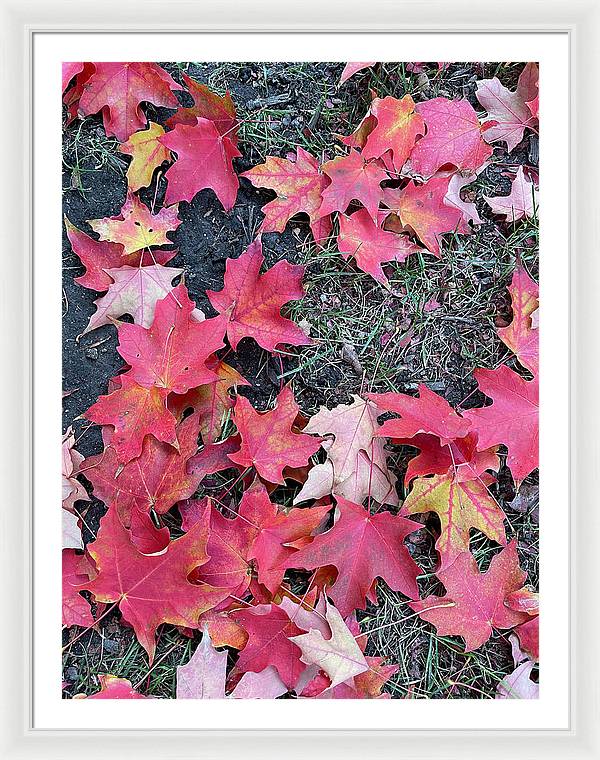 Maple Leaves In October 4 - Framed Print