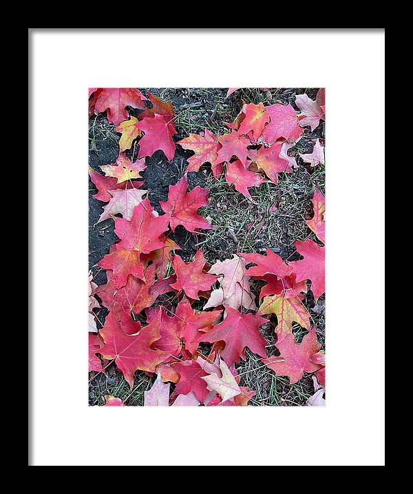 Maple Leaves In October 4 - Framed Print