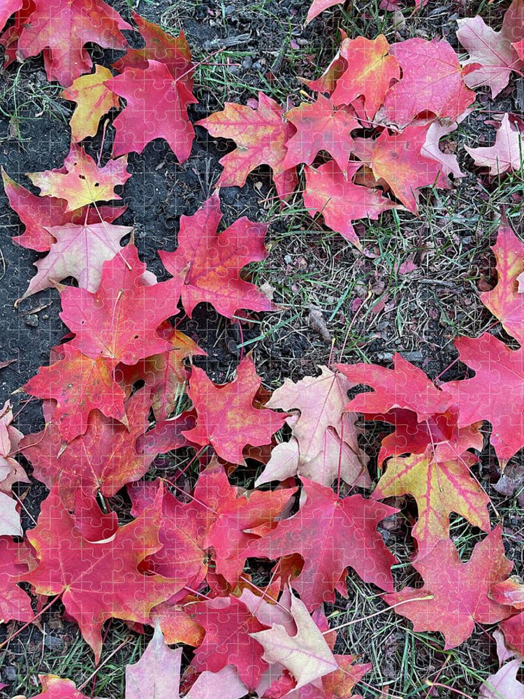 Maple Leaves In October 4 - Puzzle