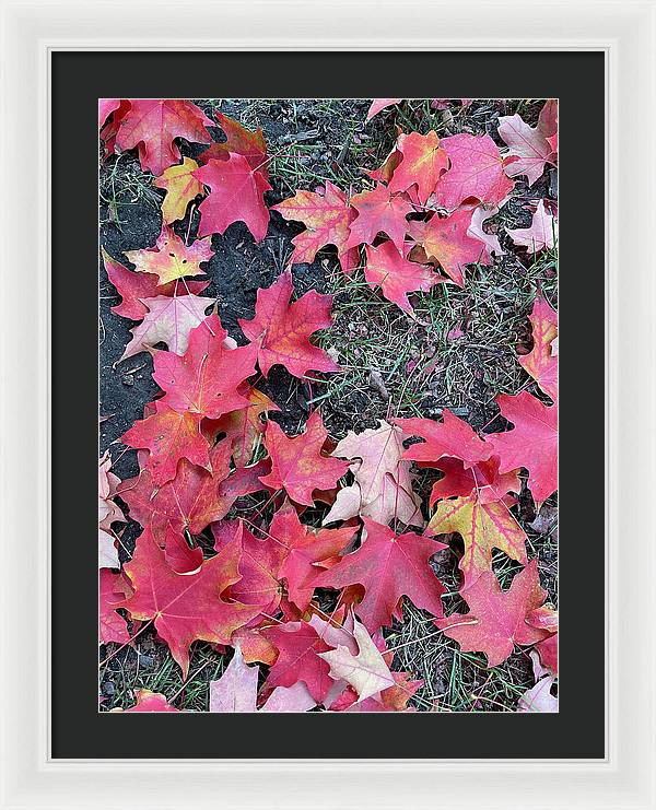Maple Leaves In October 4 - Framed Print