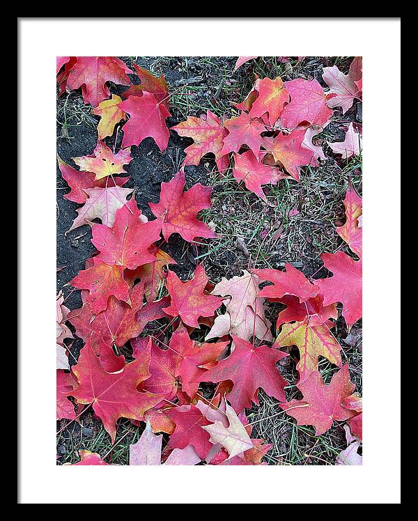 Maple Leaves In October 4 - Framed Print