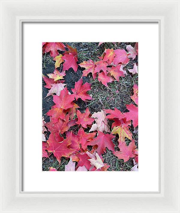 Maple Leaves In October 4 - Framed Print