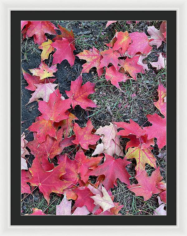 Maple Leaves In October 4 - Framed Print