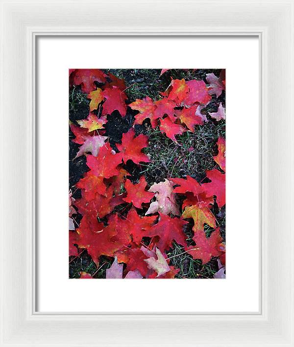Maple Leaves In October 5 - Framed Print