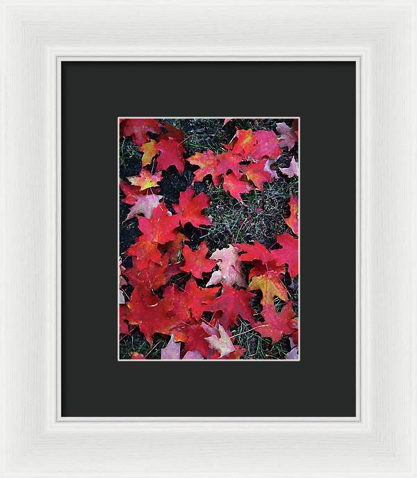 Maple Leaves In October 5 - Framed Print