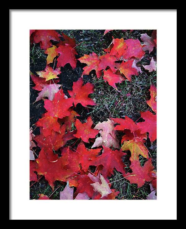 Maple Leaves In October 5 - Framed Print